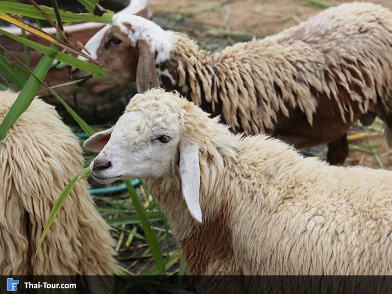 Swiss Sheep Farm